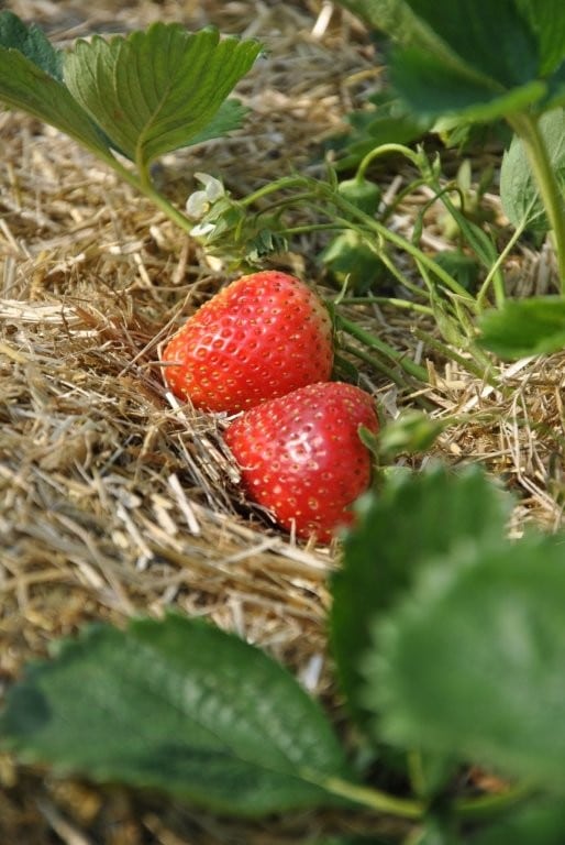Lenabox Garden slama za vrtno zastirko