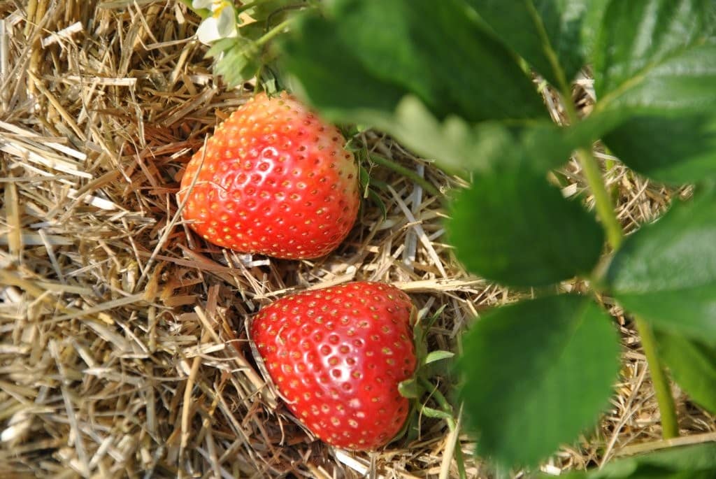 Lenabox Garden slama za vrtno zastirko